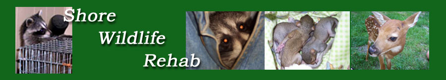 Shore Wildlife Rehab banner, pictures of raccoons and squirrels