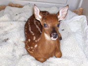 white tailed fawn
