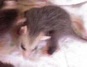 baby opossums - about  7 weeks